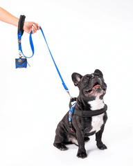 Schwarz gefleckte Französische Bulldogge im Geschirr mit einer blauen Leine und passendem Zubehör.