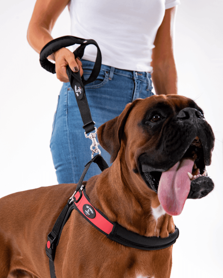 Person mit Hund an Leine im Double-handle Stil; Boxer im schwarz-roten Geschirr, lässig gekleidet.