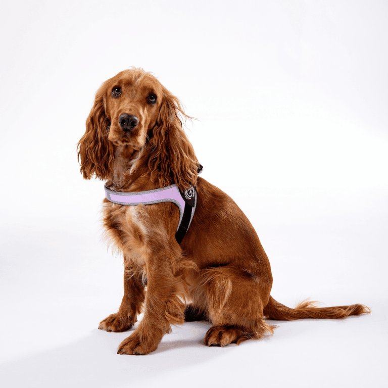 Brauner Cocker Spaniel im schwarzen Geschirr mit lila Akzenten sitzt aufrecht vor neutralem Hintergrund.