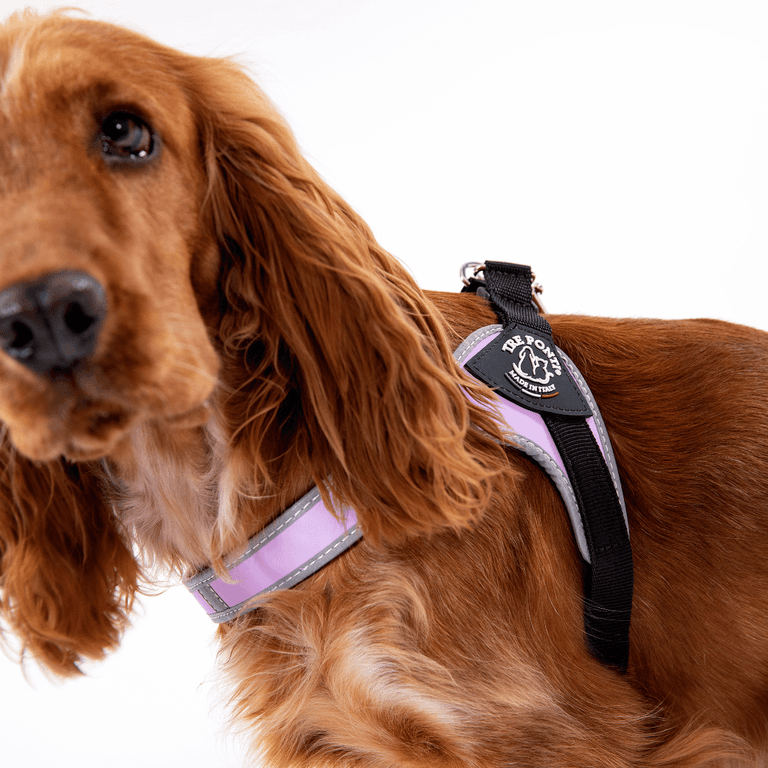 Hund im rosa Geschirr mit reflektierenden Elementen und Mr. Power Logo, braune Fellfarbe.