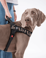 Grauer Hund mit Geschirr in aufmerksamer Haltung, gehalten von einer Person in lässiger Kleidung vor hellem Hintergrund.