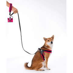 Shiba Inu mit pink-schwarzem Geschirr und passender Leine, sitzt aufrecht und blickt in die Kamera.