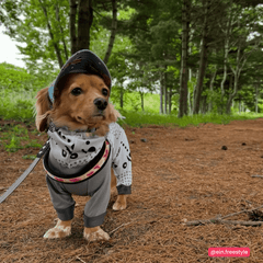 Kleiner Hund im stylishen Outfit mit Jacke und Mütze auf einem Waldpfad.