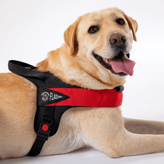 Lächelnder Labrador mit rotem Geschirr und schwarzem Rand, entspannt auf hellem Hintergrund.
