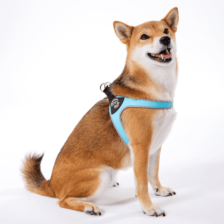 Shiba Inu im hellblauen Geschirr, aufmerksam und mit glänzendem Fell. Weißer Hintergrund. Hunde-Zubehör für Komfort.