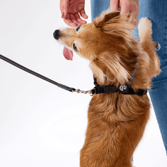 Kleiner brauner Hund mit schwarzer Leine und Geschirr, während eine Person ihn liebevoll streichelt.