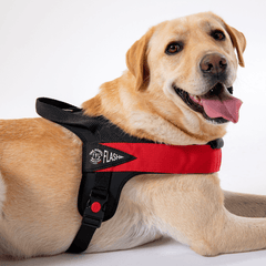 Labrador entspannt im rot-schwarzen Geschirr mit gepolstertem Griff auf weißem Hintergrund.