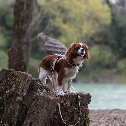 Cavalier King Charles Spaniel mit Geschirr und Leine auf Baumstumpf, umgeben von Bäumen und einem Fluss.