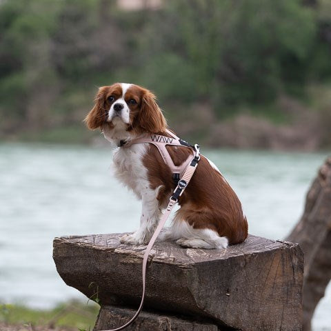 Kleiner braun-weißer Hund in pinkem Geschirr sitzt auf einem Holzblock in einer grünen Landschaft mit Wasser im Hintergrund.