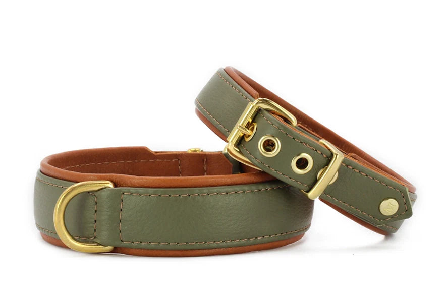 Zwei olivgrüne Lederhalsbänder mit braunem Innenfutter und goldfarbenen Beschlägen für elegante Hunde.