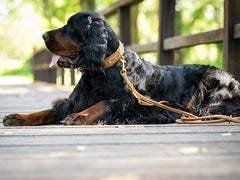 Ruhender Hund mit schwarzem, lockigem Fell und braunem Halsband auf einer Holzbrücke, entspannt mit heraushängender Zunge.