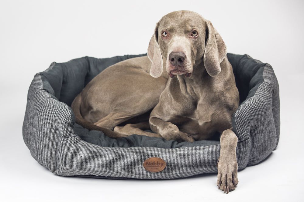 Silbergrauer Hund entspannt in ovalem gepolsterten Hundebett JOSI mit grauem Muster.
