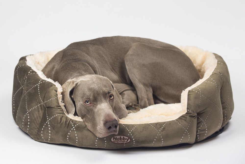 Hund liegt entspannt in ovalem, gepolstertem CENO Bett mit grünem Bezug und hellem Innenfutter.