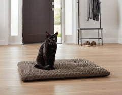 Schwarze Katze sitzt gemütlich auf einem braunen Komfortkissen im hellen Holzraum mit offener Tür und Garderobe.