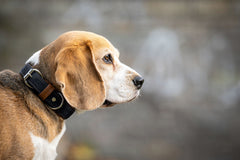 Beagle im Profil mit braun-weißem Fell, trägt ein schwarzes Halsband mit brauner Schnalle vor unscharfem Hintergrund.