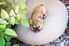 Kleiner brauner Hund liegt auf rundem Kissen, umgeben von Pflanzen auf einem steinigen Untergrund.