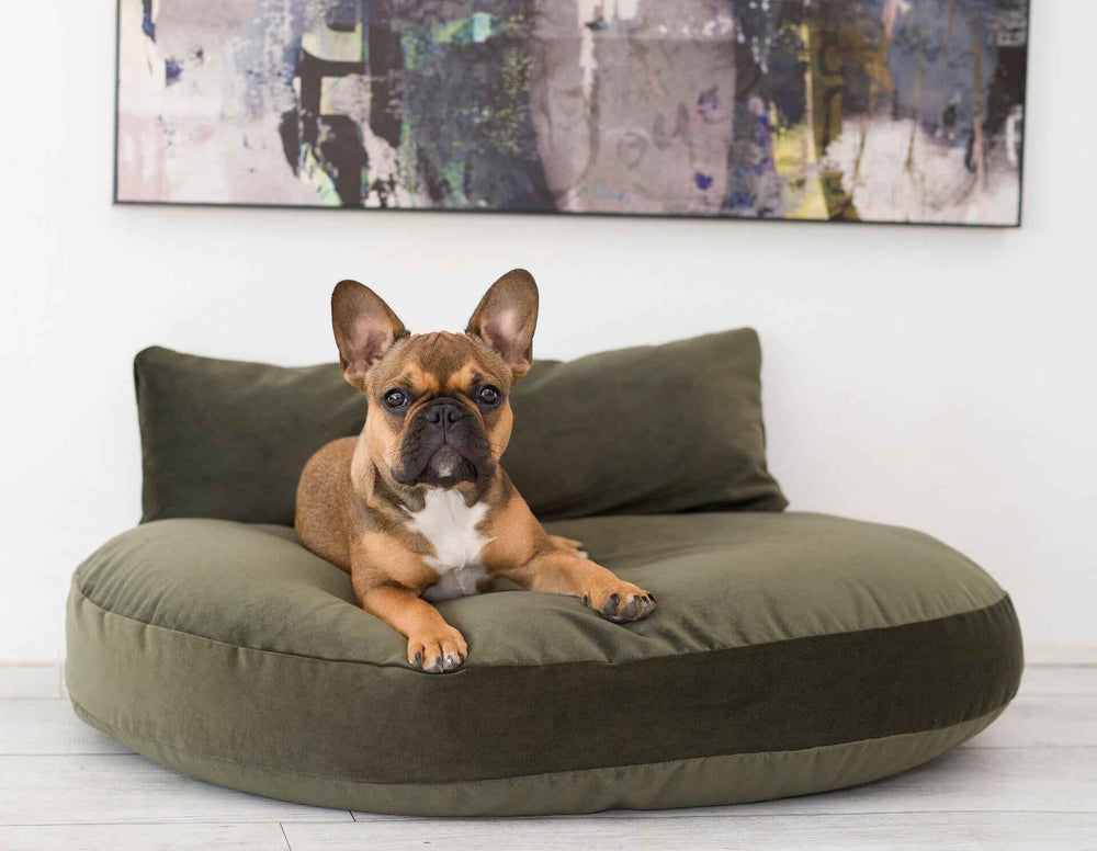 Französische Bulldogge entspannt sich auf beigem, rundem Design-Hundebett OXFORD von VOGUE, im kunstvollen Hintergrund.