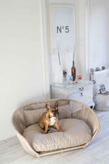 Brauner Hund im runden, geflochtenen VOGUE-Hundebett SMOOTH vor heller Wand, aufmerksam und entspannt.