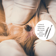 Zeckenzangen-Set von WOOFED für sichere und hygienische Zeckenentfernung bei Tieren, inklusive Anleitungen zur Anwendung.