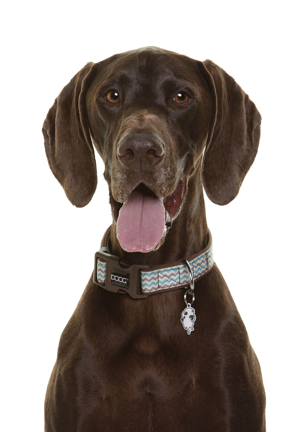 Brauner Jagdhund schaut freundlich in die Kamera und trägt ein hellblaues Neopren Halsband.