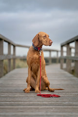 Hund mit goldenem Fell auf Holzsteg, trägt rotes Halsband, Wolkenhimmel im Hintergrund.