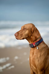 Brauner Hund am Strand mit blauem Halsband und Anhänger, blickt seitlich auf das verschwommene Meer.