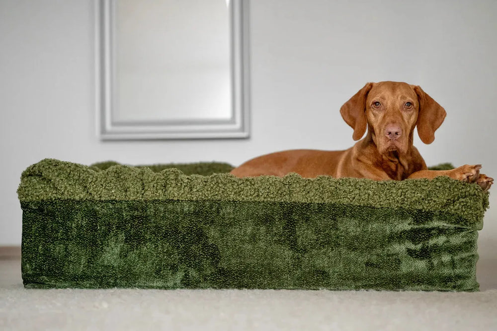 Ein brauner Hund entspannt auf einer grünen Buddelbox® und blickt in die Kamera. Spiegel im Hintergrund.