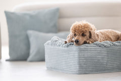 Beige Pudel entspannt auf weichem blauen Hundebett Buddelbox® zwischen hellblauen Kissen auf heller Couch.
