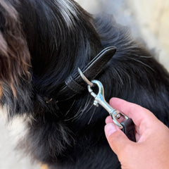 Hund mit schwarzem Halsband und braunen Akzenten, gehalten an der Metallschnalle einer Leder Führleine Classic Soft.