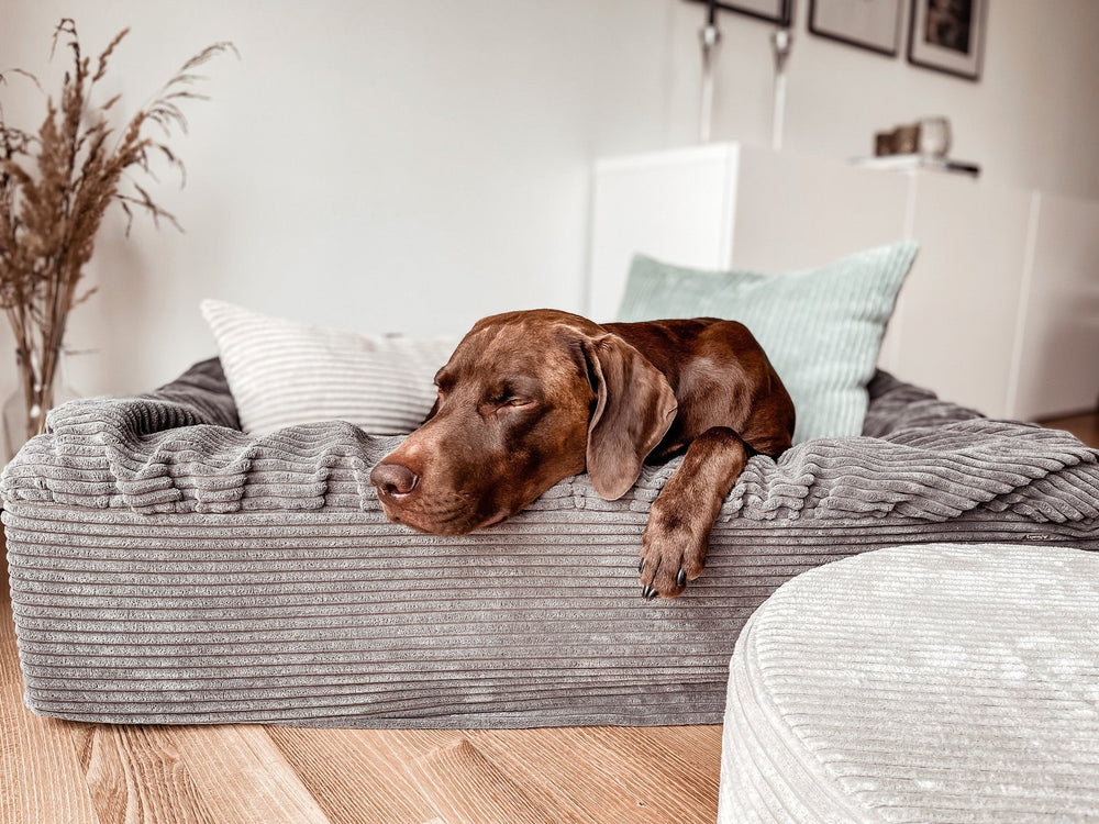 Brauner Hund entspannt in grauem, samtigem Hundebett Buddelbox® mit gestreifter Textur.