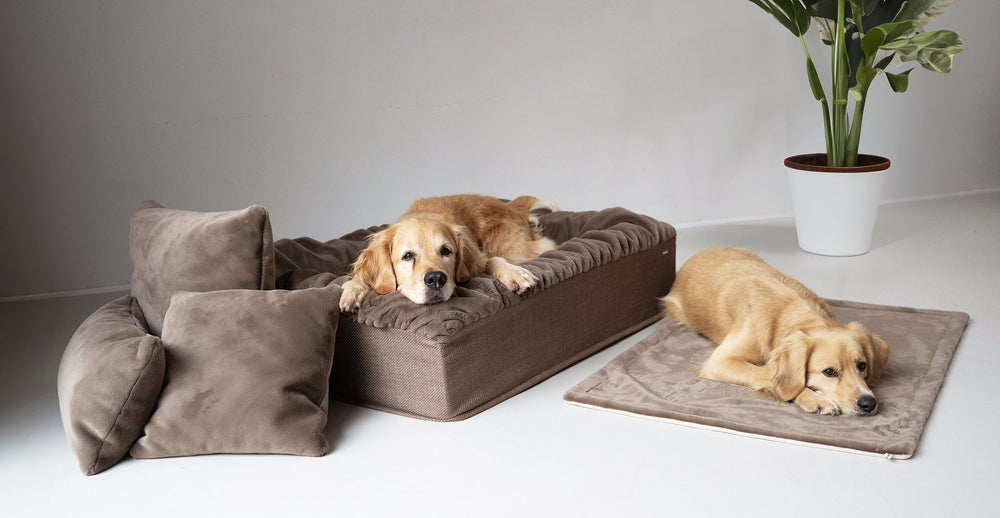 "Zwei Hunde entspannen auf verschiedenen Hundebetten, eines erhöht und gepolstert, das andere flach. Pflanzen im Hintergrund."