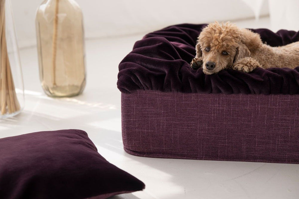 Entspannt schlafender Hund auf samtigem, dunkellila Hundebett Buddelbox® mit erhöhtem Rand und weichem Material.