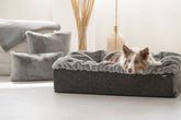Beiger Hund liegt entspannt auf Hundebett Buddelbox® in modernem Raum mit Kissen und Pflanzen im Hintergrund.