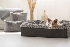 Beiger Hund liegt entspannt auf Hundebett Buddelbox® in modernem Raum mit Kissen und Pflanzen im Hintergrund.