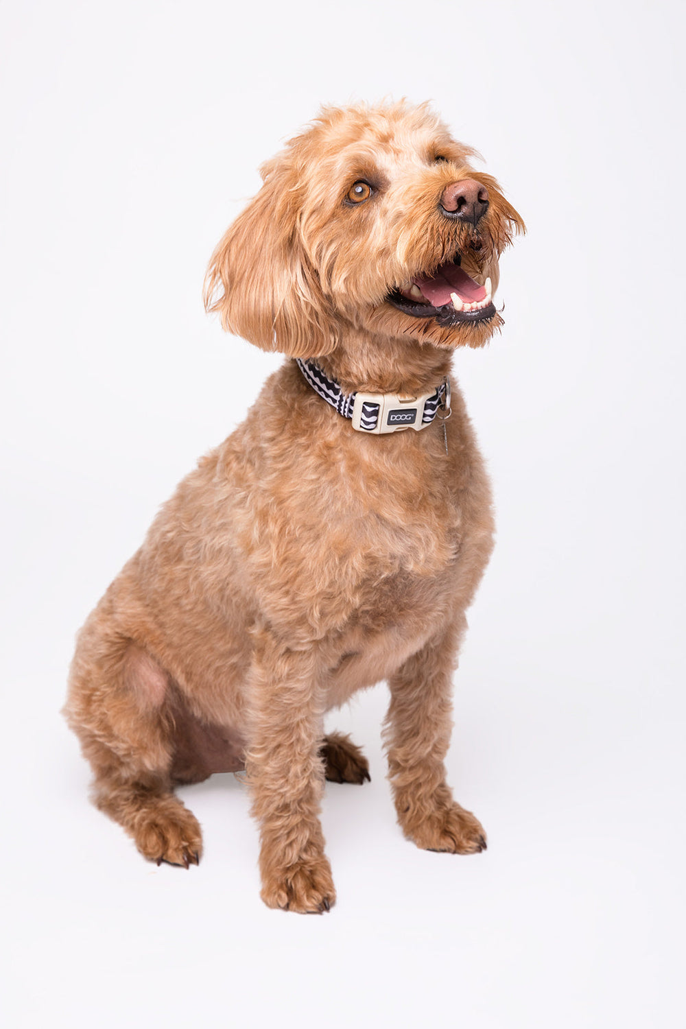Fröhlicher braun-goldener Hund mit lockigem Fell trägt ein schwarzes und weißes Neoprene Halsband.