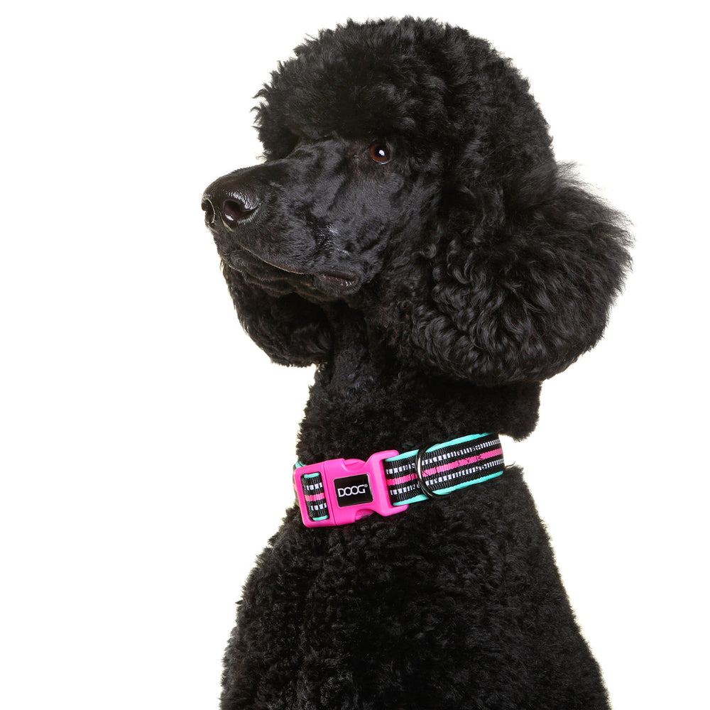 Schwarzer Pudel mit buntem Halsband und pinker Schnalle auf weißem Hintergrund.