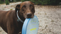 Brauner Hund mit blauem Frisbee im Maul, stehend in naturnaher Umgebung mit Bäumen und Sträuchern.