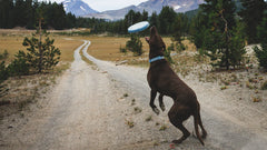Camp Flyer™ Frisbeescheibe für Hunde