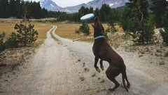 Brauner Hund springt nach Camp Flyer™ Frisbeescheibe in malerischer Waldlandschaft mit Bergen im Hintergrund.
