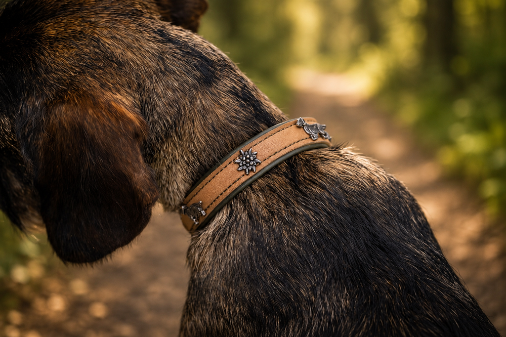Braunes Lederhalsband mit Zugstopp für Dackel, dekoriert mit Metallverzierungen in grüner Umgebung.