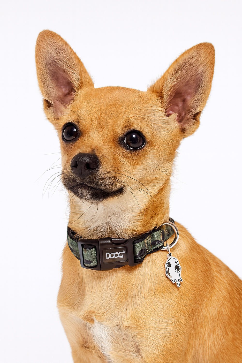 Kleiner Chihuahua mit braunem Fell trägt ein camouflagemustered Halsband und einen Gespenst-Anhänger vor hellem Hintergrund.
