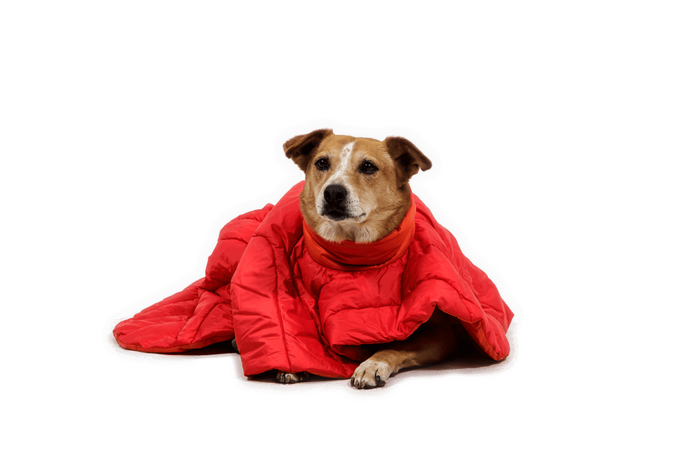 Hund im roten Palisades™ Schlafponcho auf schwarzem Hintergrund, schaut direkt in die Kamera.