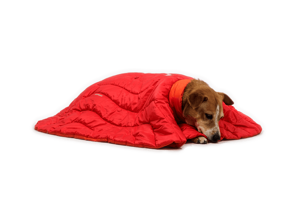Hund eingekuschelt in roten Palisades™ Schlafponcho, angenehm warm und gemütlich unter der Decke.