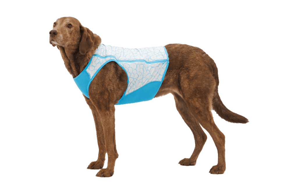 Hund trägt kühlende Swamp Cooler Zip™ Weste im blauen Design, ideal für heiße Tage und besonders komfortabel.
