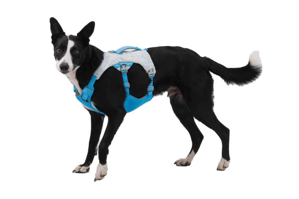 Schwarzer Hund mit weißen Abzeichen trägt blaues Swamp Cooler™ Kühlgeschirr vor schwarzem Hintergrund.