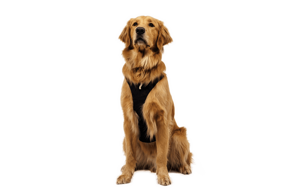 Golden Retriever sitzt mit schwarzem Geschirr vor schwarzem Hintergrund. Hund mit glänzendem Fell.
