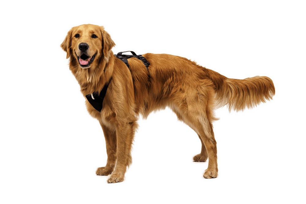 Golden Retriever mit freundlichem Ausdruck trägt Ridgeline™ Geschirr vor schwarzem Hintergrund.