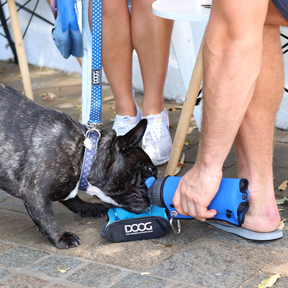 Französische Bulldogge trinkt aus blauen Wassernapf, im Hintergrund Personenbeine und Möbel.