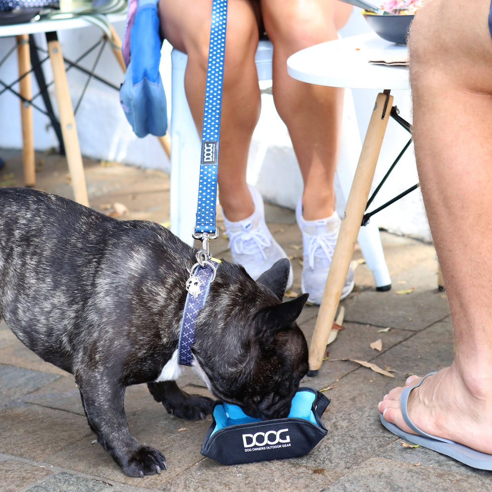 Schwarzer Hund mit blauem Neopren-Halsband sitzt vor einem Fressnapf, Personen im Hintergrund an einem Tisch.