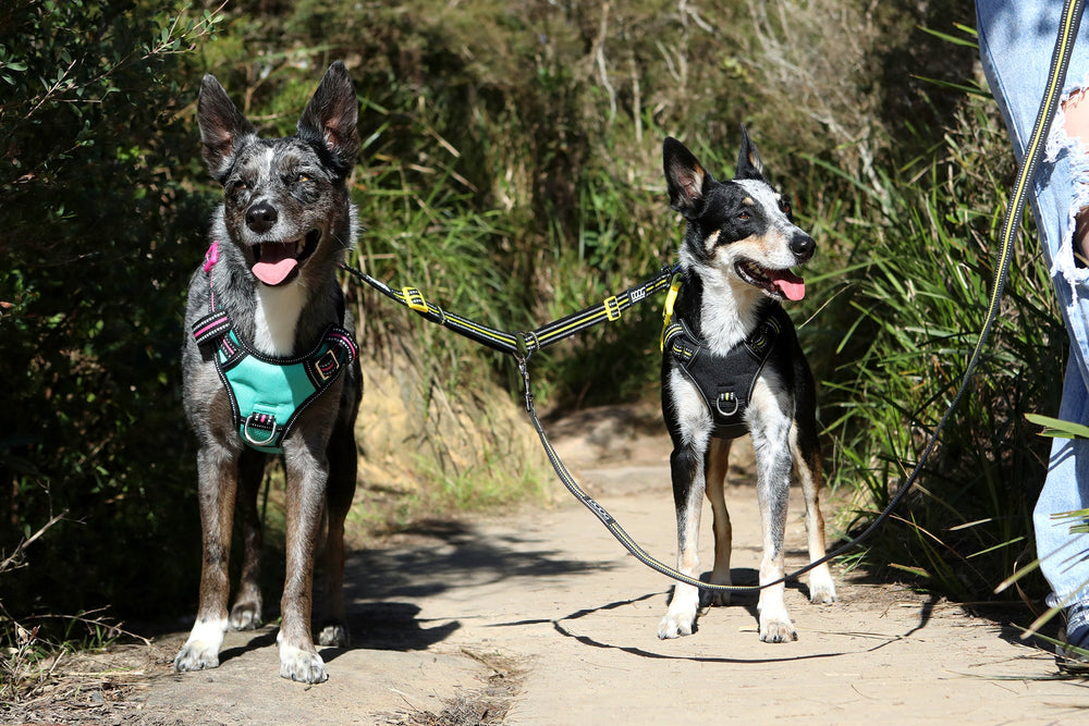 Zwei Hunde an einer DOOG 2-1 Leine auf einem Weg zwischen grünen Pflanzen, einer mit grün-blauem und der andere mit schwarzem Geschirr.